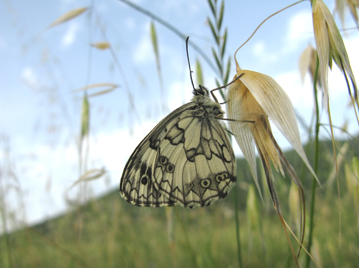 farfalla da identificare